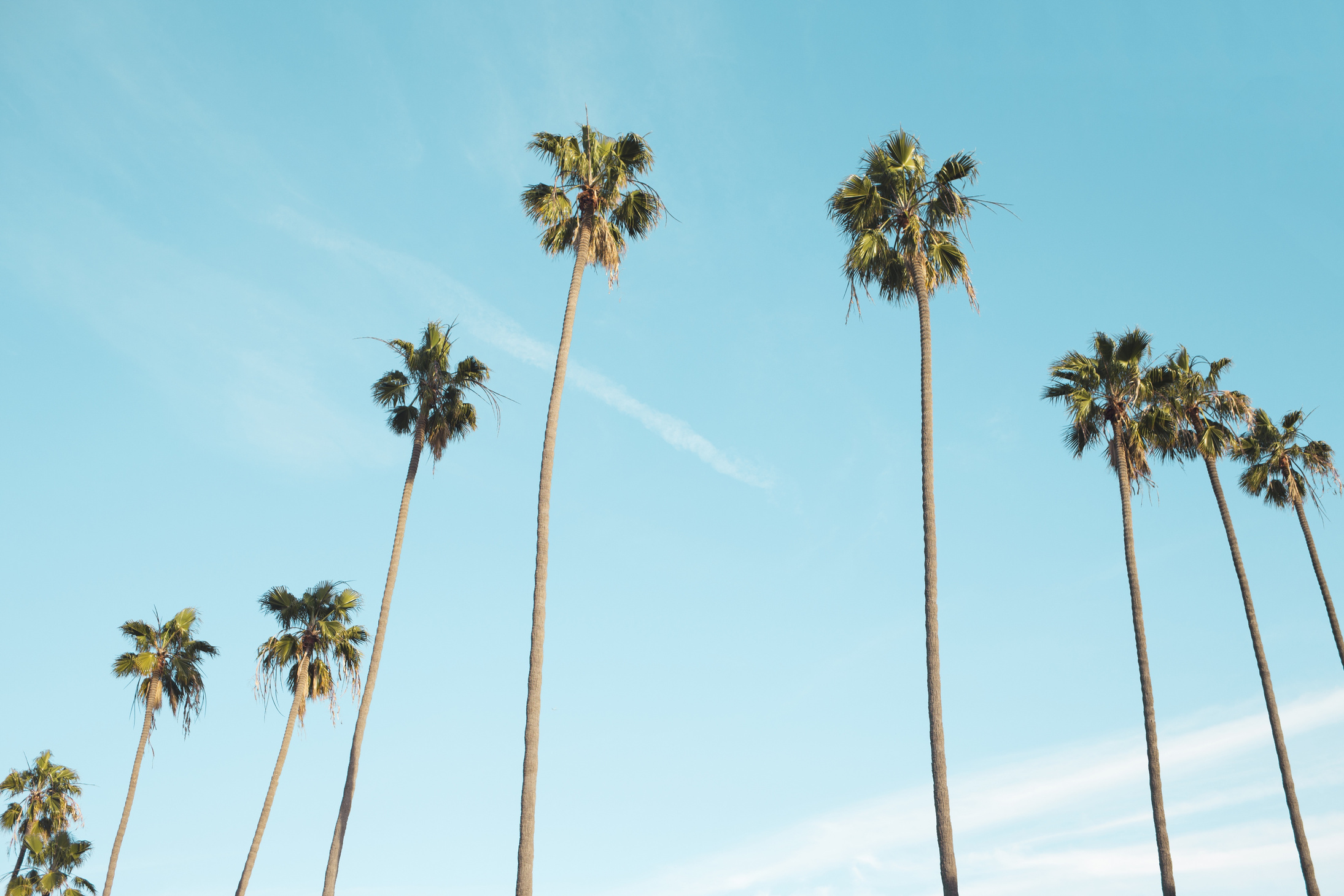 California Palm Trees